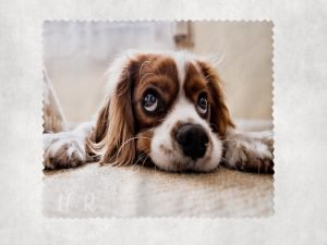 Personalised Pet Photo Len's Cloth